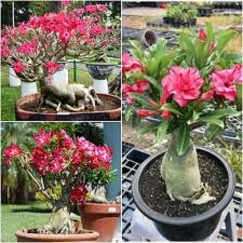 CÂY HOA SỨ THÁI CÁNH KÉP " HỒNG TRẮNG M2 " - BẢO HÀNH MẶT HOA KÉP Y ẢNH - HOASUDA001100