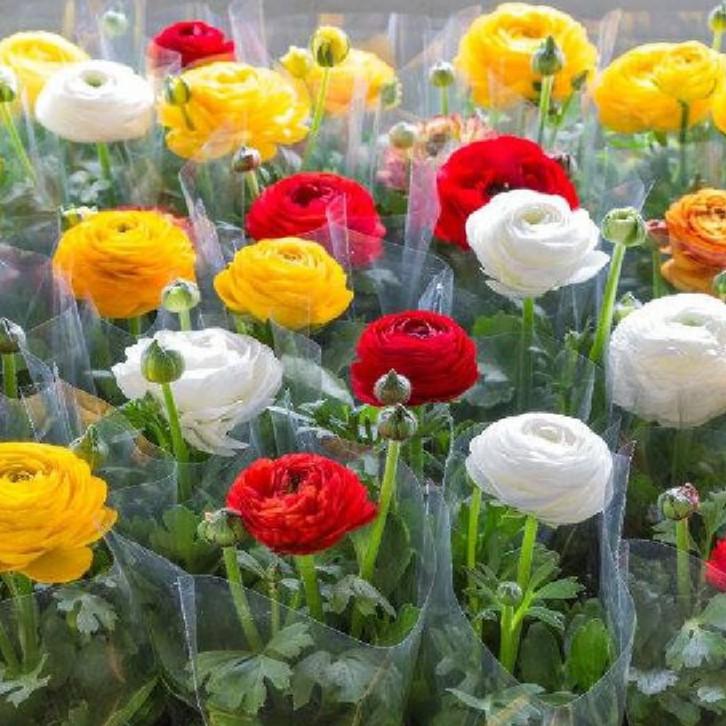 Bộ 6 Củ giống hoa mao lương mix màu