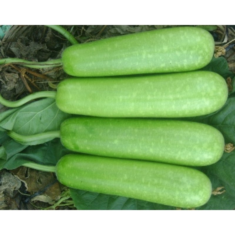 Hạt giống bầu sao lai Rạng Đông