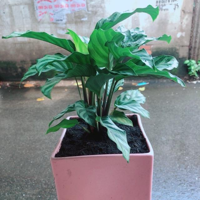 Chậu Đuôi Công Xanh