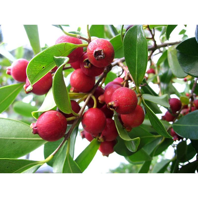 Cây giống Ổi Tím SIÊU SỚM.