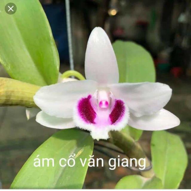 Hoa phong lan - ám cổ văn giang , cây cực đẹp