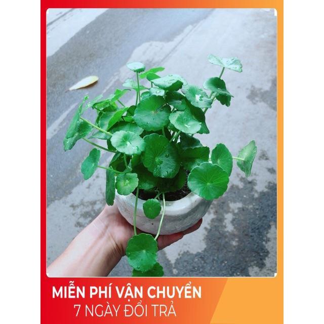 Chậu Cây Cỏ Đồng Tiền