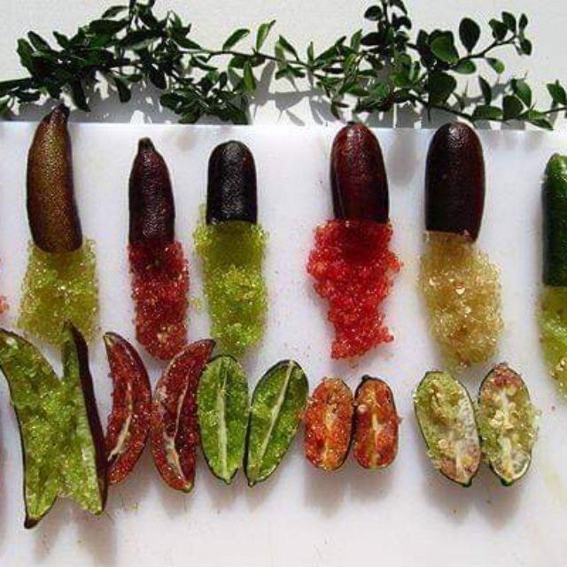 Cây giống chanh ngón tay SIÊU QUẢ, DÒNG QUẢ SỚM, CAM KẾT CHUẨN GIỐNG F1