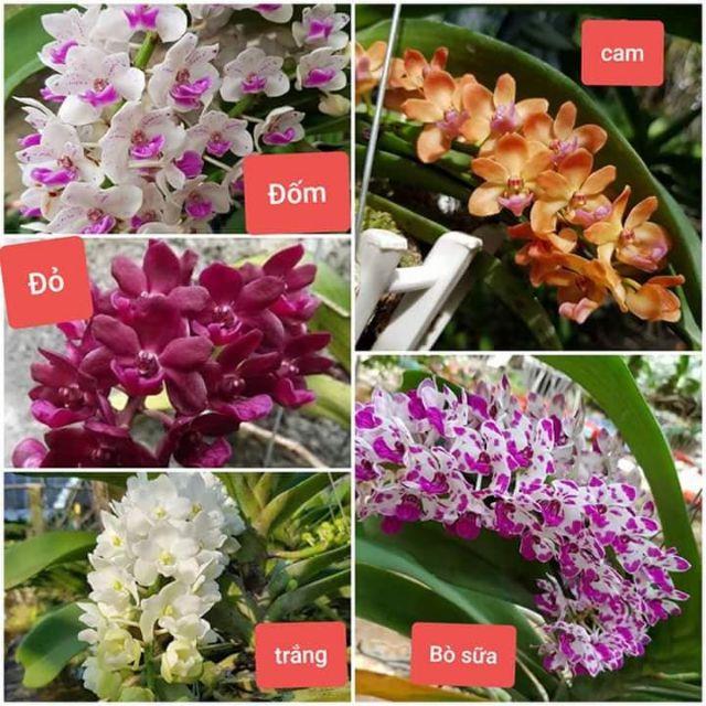 Lan đai châu  lá mít- cây giống 1.5 năm tuổi