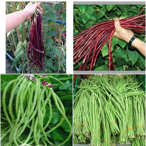 Combo 2 gói hạt giống đậu đũa xanh  và 1 gói tím-tặng kèm gói phân bón lót