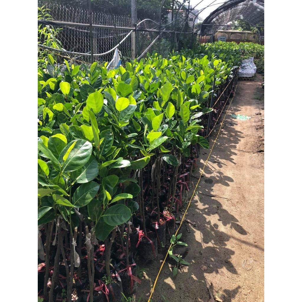 Cây giông mít Tứ Qúy