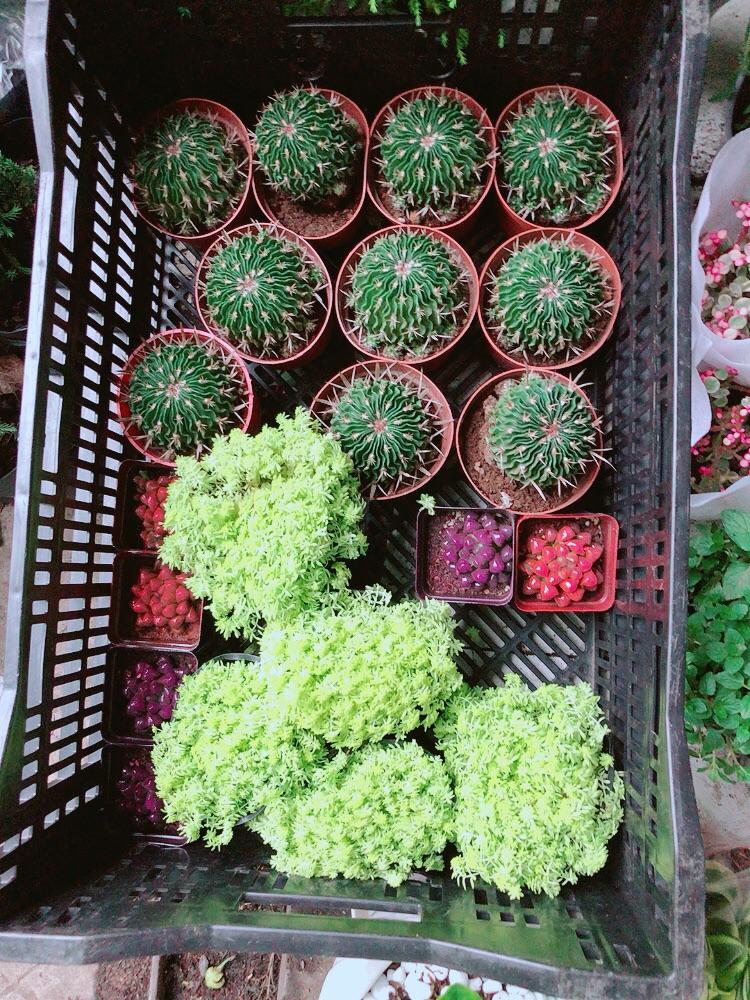 Xương Rồng Trúc Ngọc