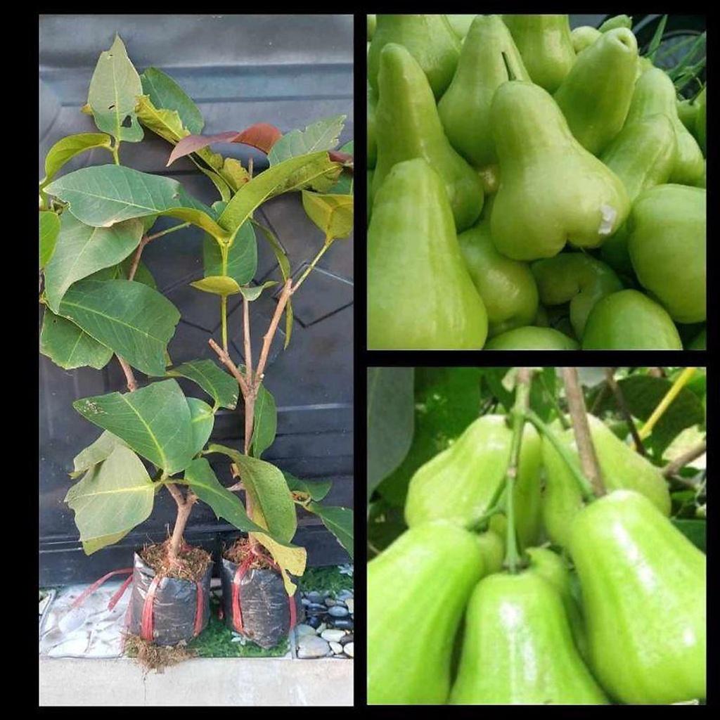 Cây giống mận xanh tam hoa