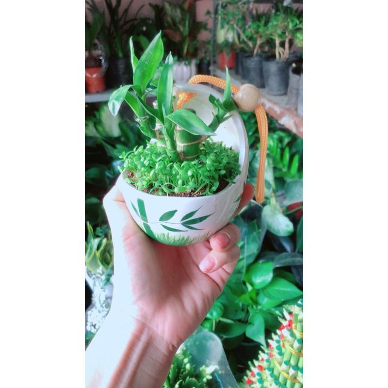 Chậu Cây Tài Lộc