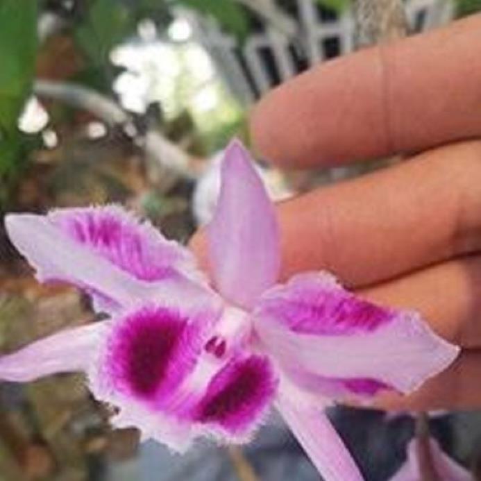 Hoa phong lan phi điệp - 6 mắt thái bình