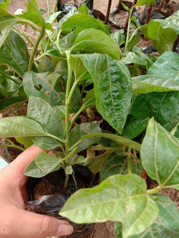 2Cây giống Chanh leo quả tím cây đẹp chuẩn giống