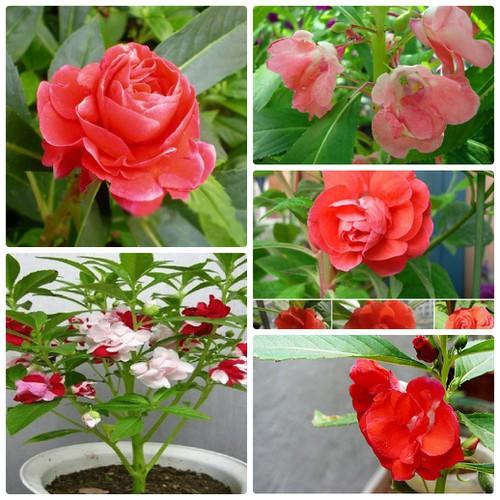 Hạt Giống Hoa Móng Tay Nhiều Màu
