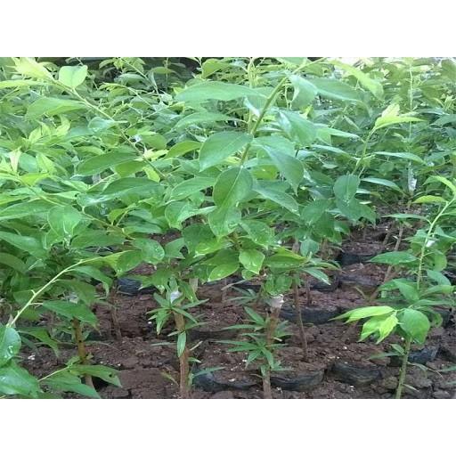 CÂY GIỐNG MẬN HẬU QUẢ TO NGỌT