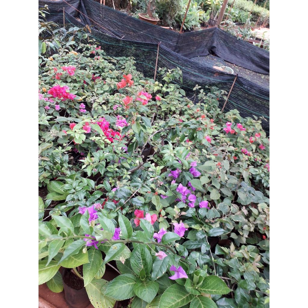 CÂY GIỐNG HOA BÔNG GIẤY