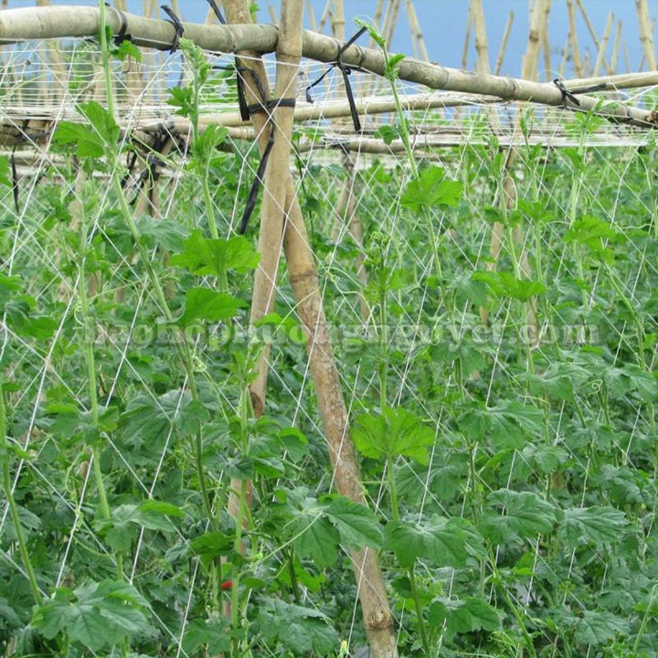 Lưới giàn leo , lưới giàn cây, lưới trồng cây leo, lưới trồng bầu bí nhiều kích thước