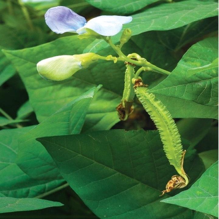 Hạt giống đậu rồng HN02 HN gói 10gr