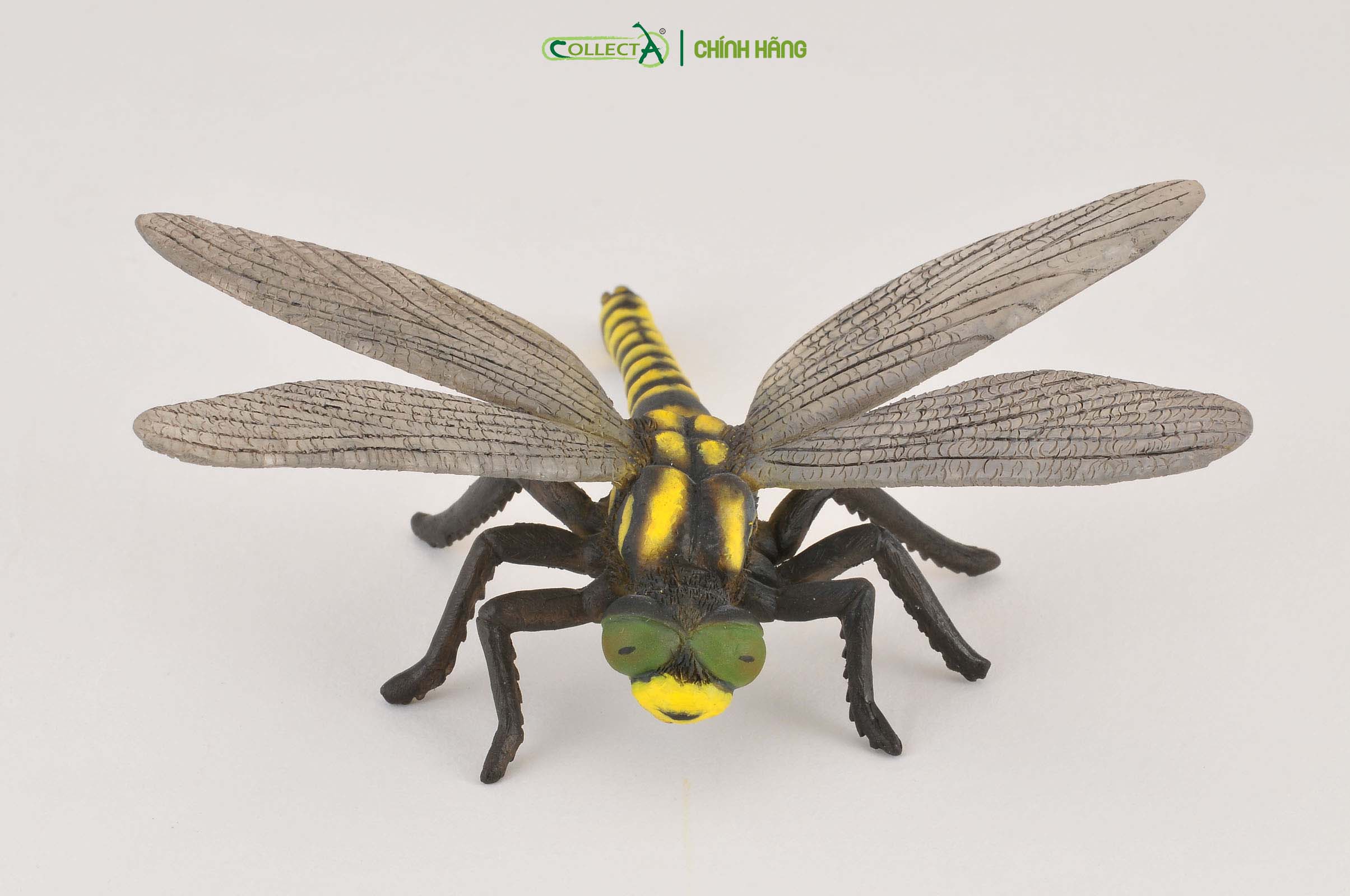 Mô hình thu nhỏ: Chuồn Chuồn Ngô - Golden-Ringed Dragonfly , hiệu: CollectA, mã HS 9653060[88350] -  Chất liệu an toàn cho trẻ - Hàng chính hãng