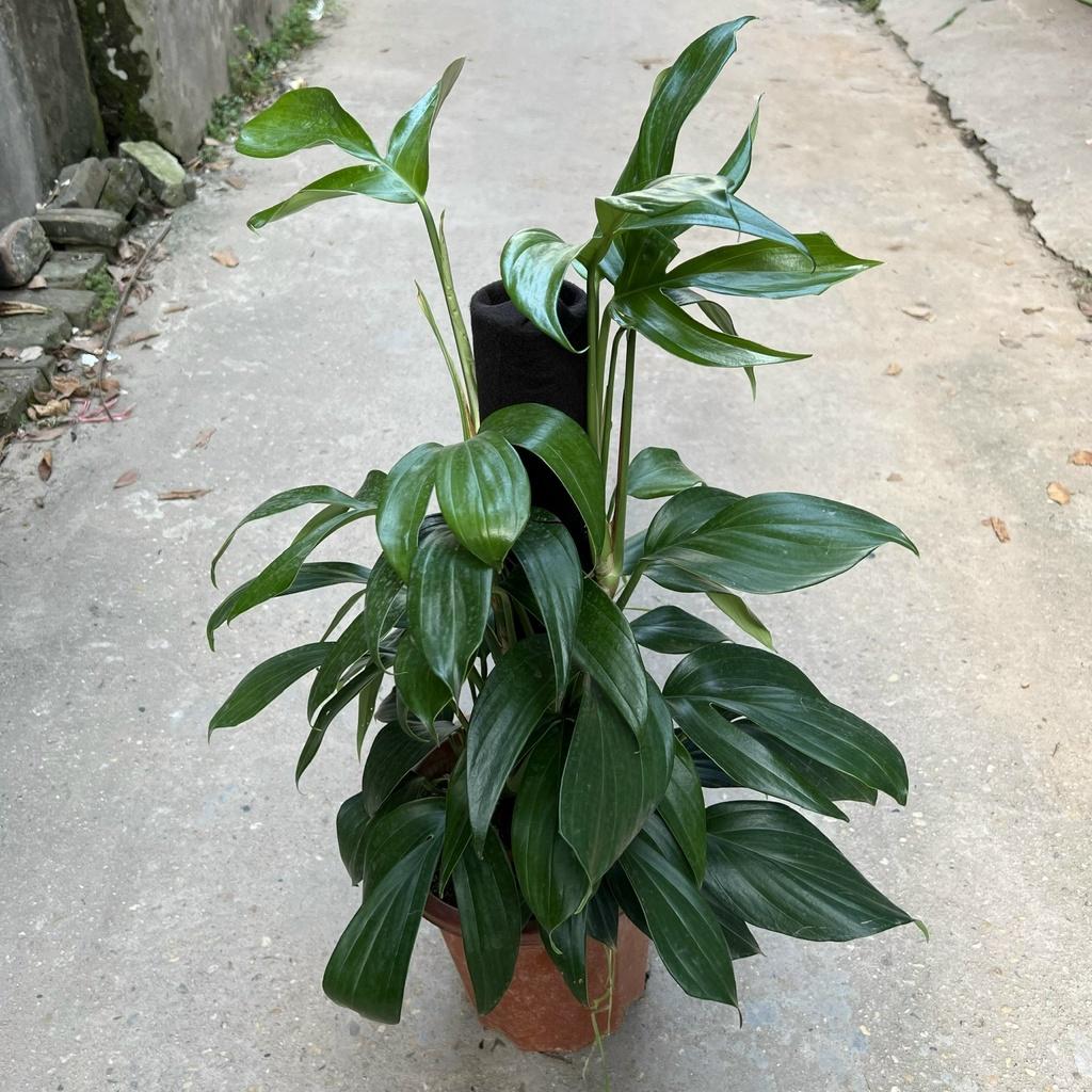Cây trầu bà cánh én leo cột cao 45-50cm, cây cảnh phong thủy trồng nội thất, trang trí sân vườn, ban công