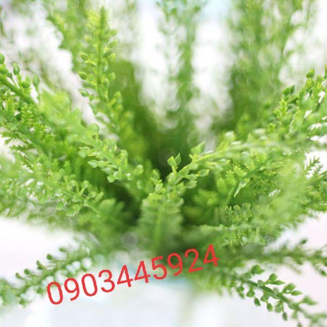 Cành điểm thông dày dặn loại 1- cây giả