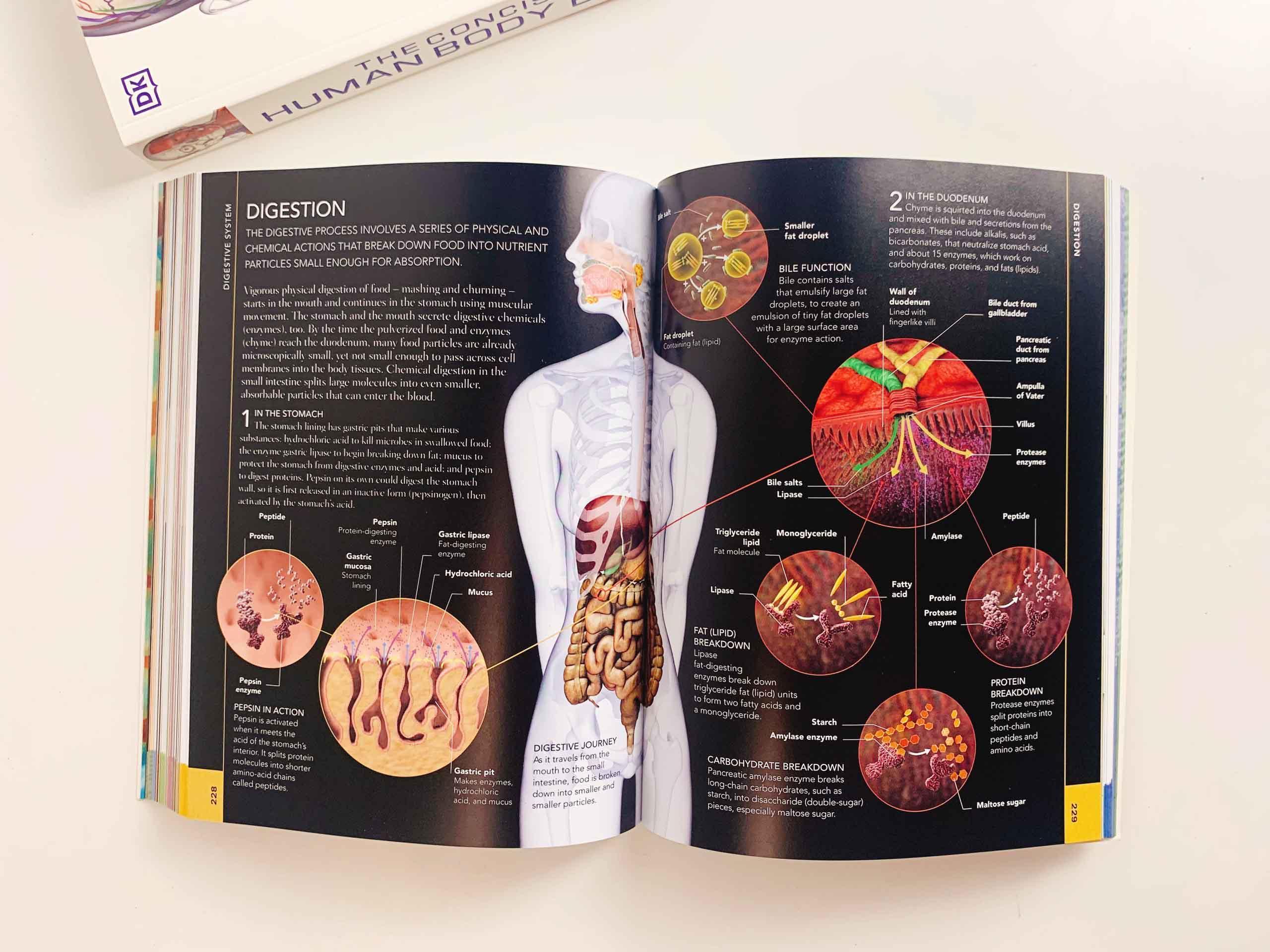 The Concise Human Body Book: An illustrated guide to its structure, function and disorders