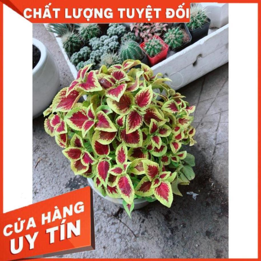 Chậu Cây Lá Gấm vàng đỏ Nhiều Người Mua
