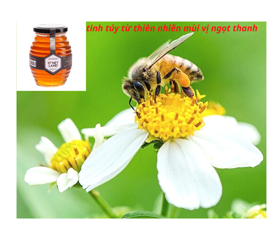 Combo 2 Thực phẩm chức năng hũ mật ong thiên nhiên hoa Xuyến Chi 500g