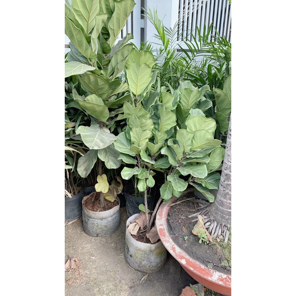 Bàng Singapore Lớn