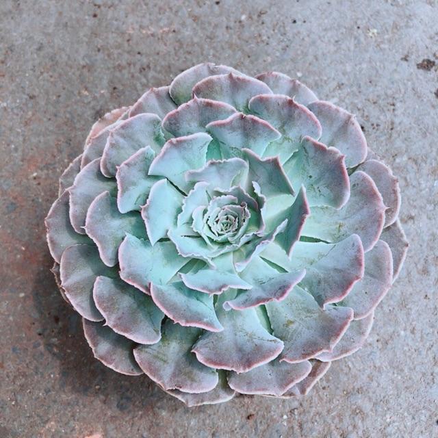 Sen Bắp Cải Tím