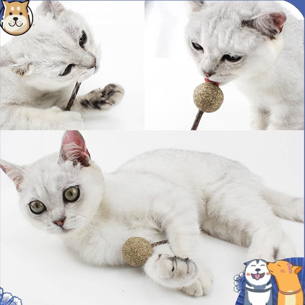 Đồ chơi kẹo mút que catnip cho mèo - Cỏ bạc hà liếm là mê