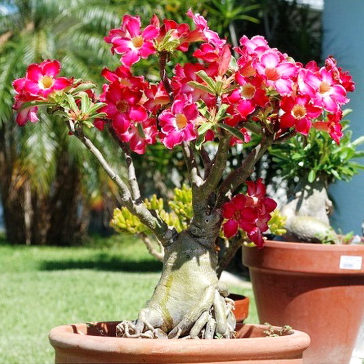Hạt giống hoa sứ Thái Lan Bonsai cây lùn thân to mix màu hồng trắng - Bịch 10 hạt – Mã số 1115