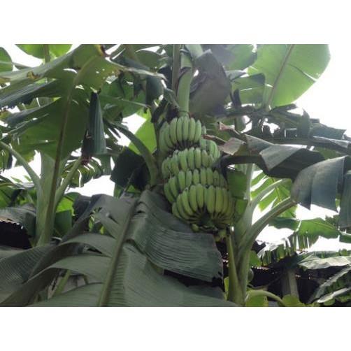 Cây giống CHUỐI TÂY THÁI ngọt thơm - hàng cây giống CHUẨN F1