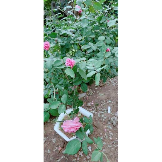 Hồng Cổ Sapa Cao 1m2