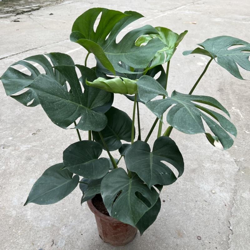 Cây trầu bà nam mỹ Monstera cao 50cm, nhánh lá xum xuê xanh tươi quanh năm, cây phong thuỷ trồng nội thất, sân vườn