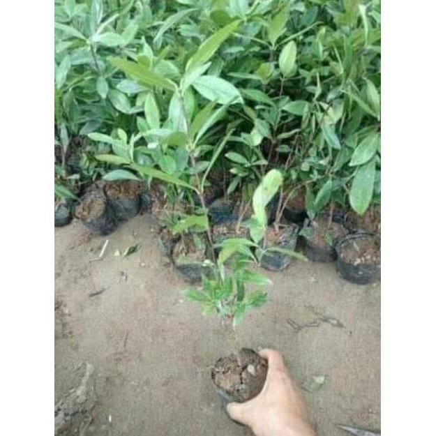 Sản phẩm CÂY GIỐNG CHERRY BRAZIL