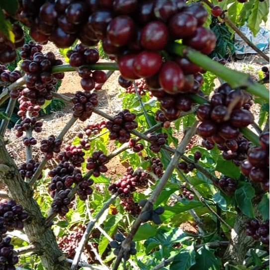 Cà phê (cafe) nguyên chất Robusta hữu cơ 100% berry culi pha máy espresso - Vanbina Coffee Single origin ( Dạng bột )