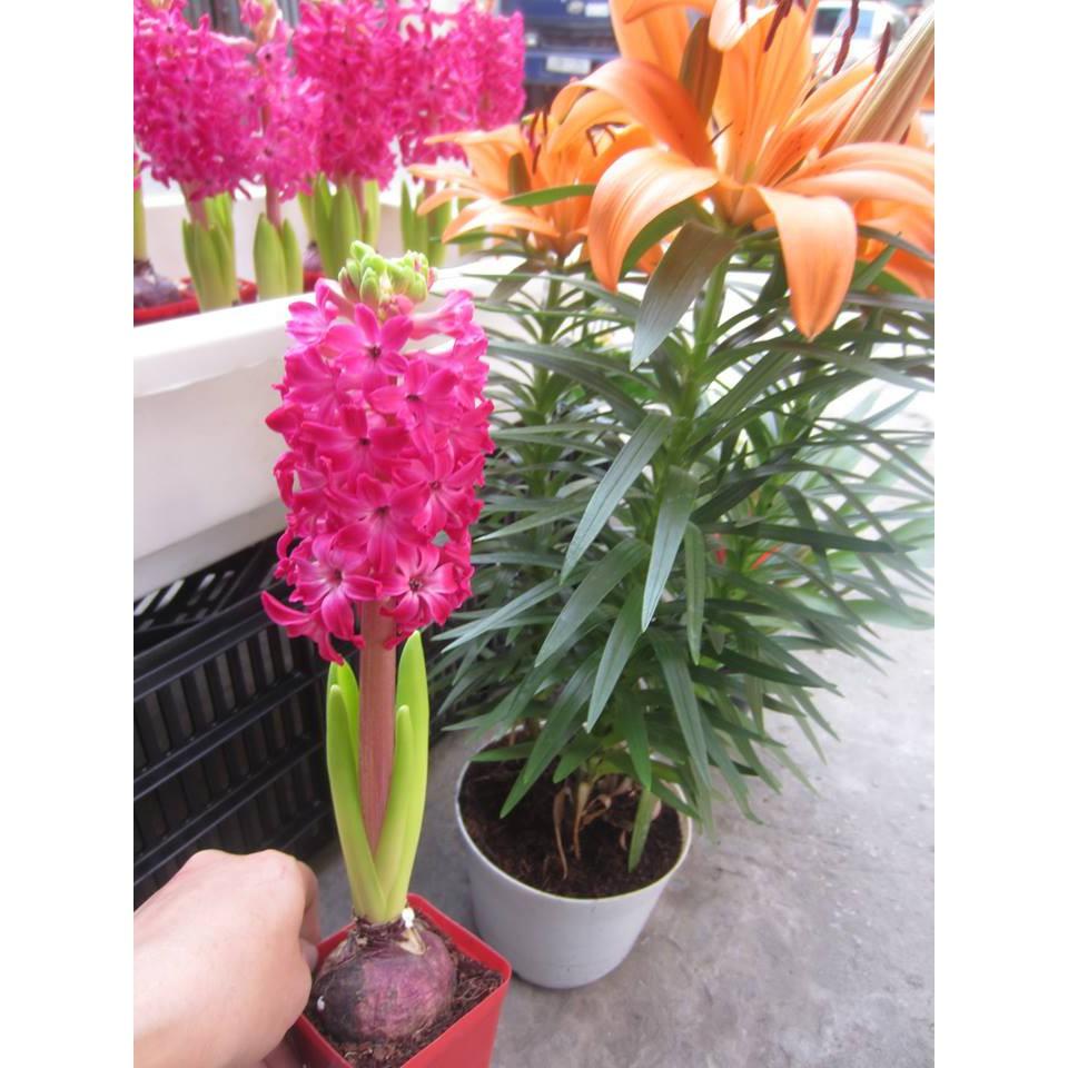 Củ hoa tiên ông hồng đậm - 1 củ