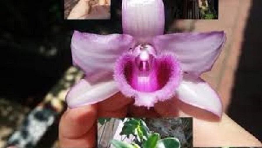 Phi điệp Lá Mít Tam Nguyên, Mít tam nguyên chia sẻ giống cho nhà vườn sưu tầm