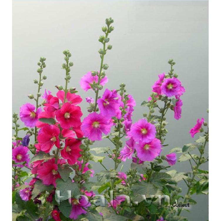 Hạt giống mãng đình hồng đơn mix 50hạt/gói