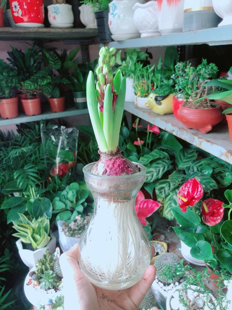 Chậu Củ Ông Tiên