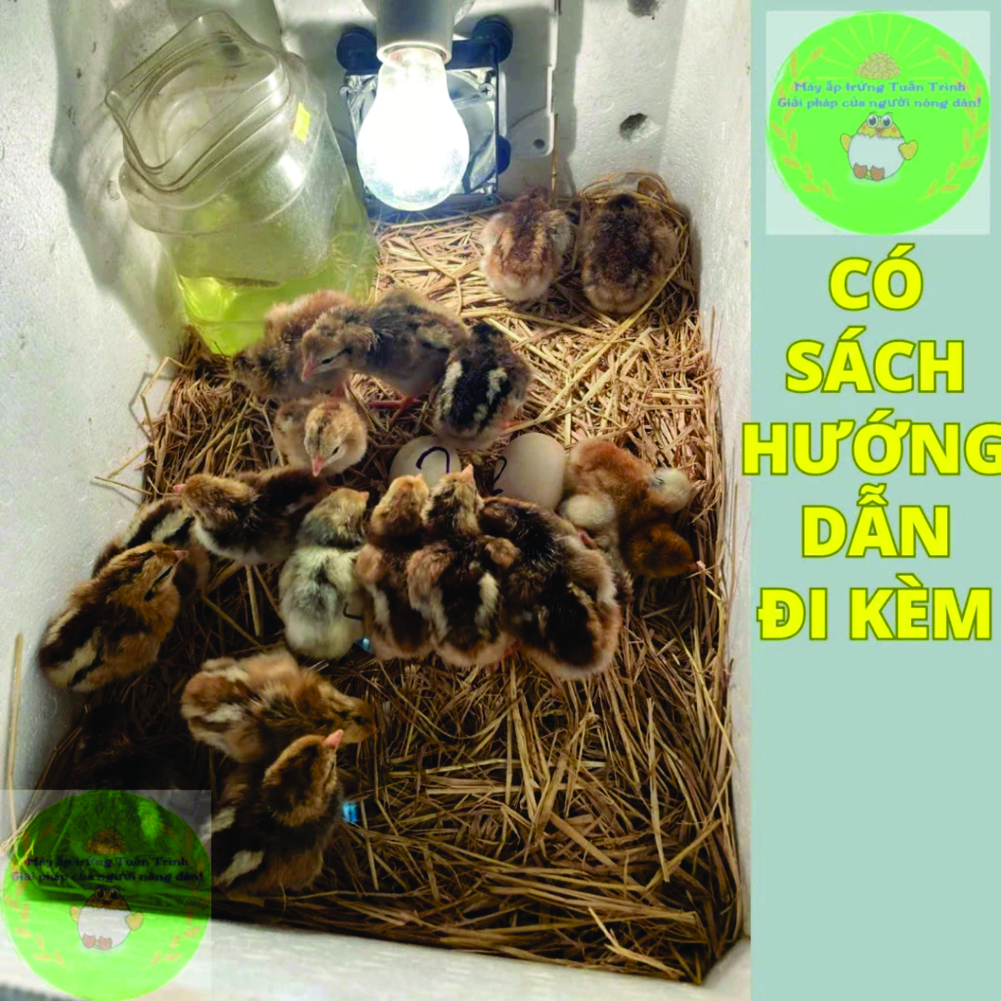 Máy ấp trứng gà chim mini Tuấn Trình, 50-100 trứng, ấp nở trên 90%, chưa gồm thùng xốp