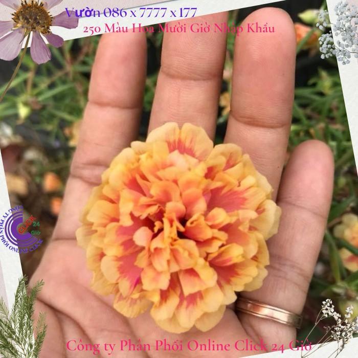 1 Ký Cành Giống Hoa Mười Giờ Thái Kép Màu Vàng Mật Ong Đẹp Lạ Hoa Mười Giờ Bonsai & Phụ Kiện