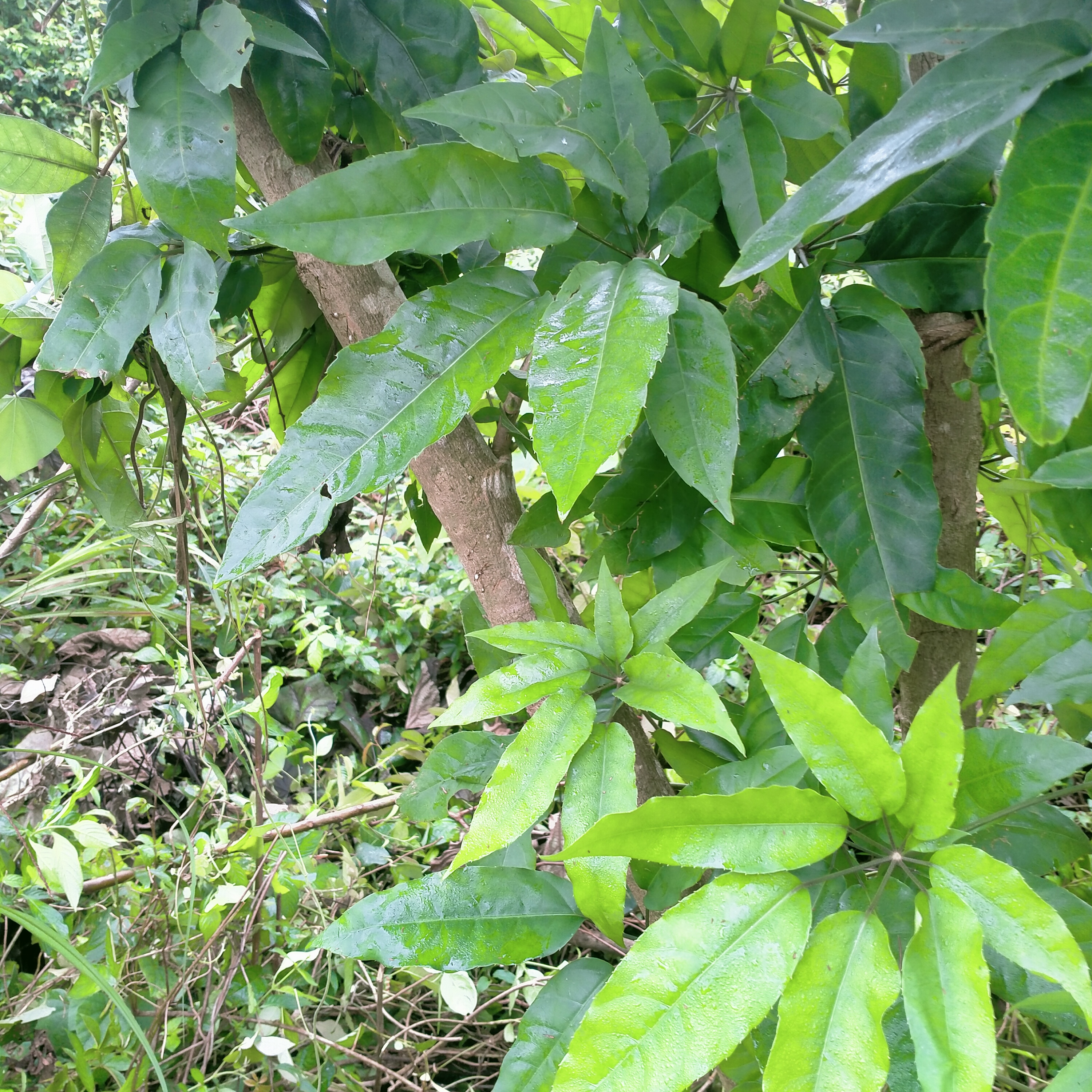 1kg lá lằng lá đắng tươi 60k