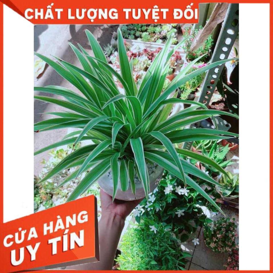 Chậu cây lan chi Nhiều Người Mua