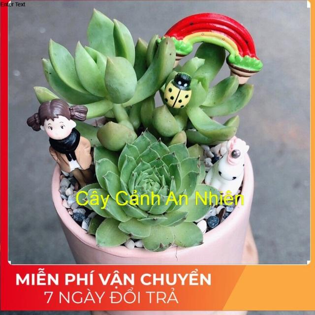Chậu sen đá tiểu cảnh
