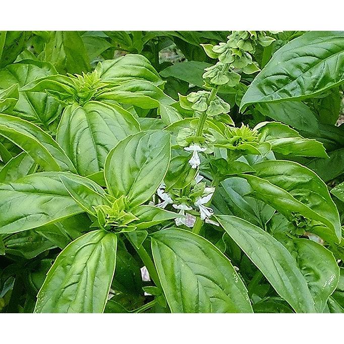 Hạt Giống Rau Húng Tây CT359 - Gói 100 hạt