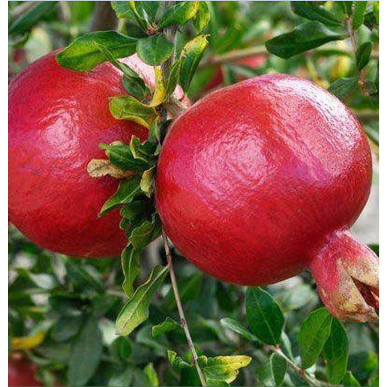 Hạt Giống Lựu Đỏ Đậm Ấn F1 - Gói 10 hạt/Tặng gói kích thích hạt nảy mầm