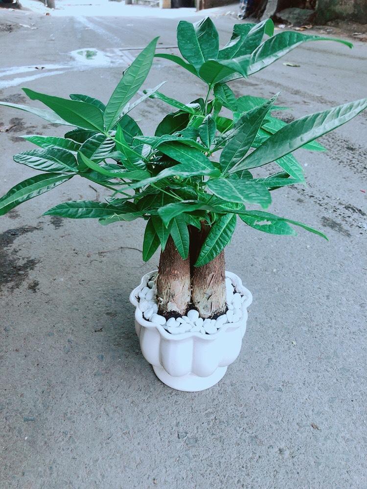 Chậu Cây Kim Ngân