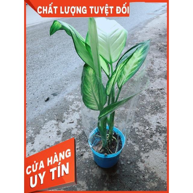 Chậu Vạn Niên Thanh