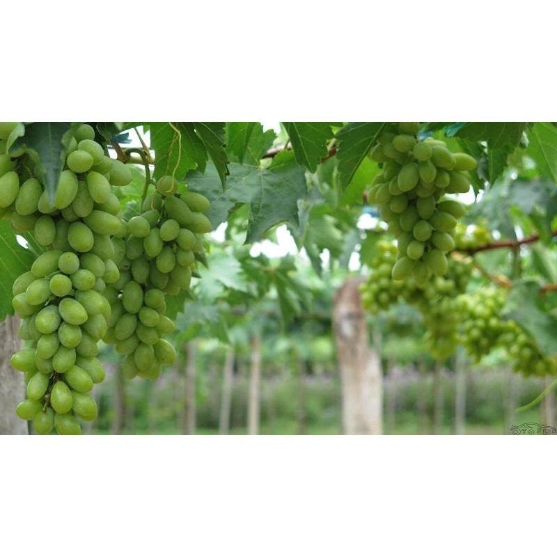 Cây giống nho Ninh Thuận ghép mắt
